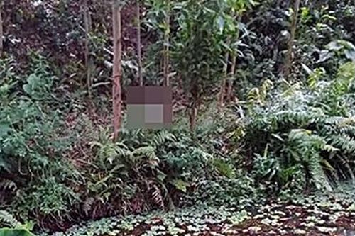 Phát hiện thi thể người đàn ông phân hủy trong rừng keo