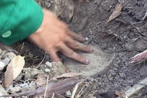 Không khởi tố việc phát hiện xác thai nhi trong nhà máy xử lý rác