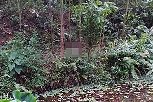 Phát hiện một thi thể đang phân hủy trong rừng keo