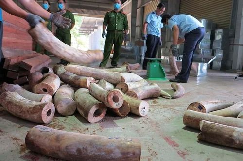Việt Nam và cuộc chiến với nạn buôn bán động vật hoang dã