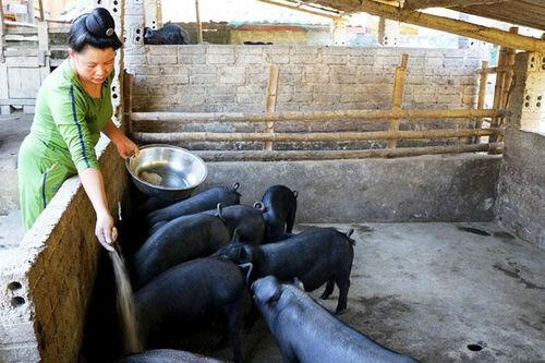 Chăn nuôi an toàn sinh học là giải pháp tối ưu