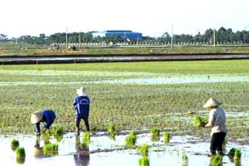 Kim Sơn: Cơ bản gieo cấy xong lúa mùa