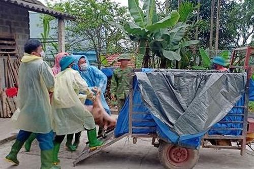 Toàn tỉnh đã có 3 xã công bố hết bệnh dịch tả lợn châu Phi