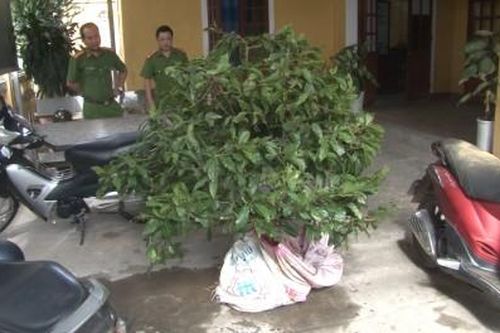 Chính trị - Xã hội Pháp luật - Cuộc sống Bắt hai đối tượng trộm cây cảnh đêm