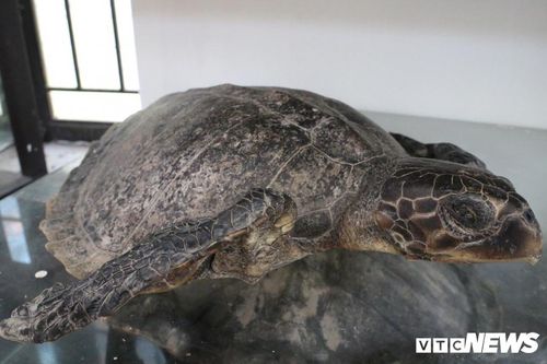 Chuyện chưa biết về những cuộc tàn sát rùa biển ở Cù Lao Chàm