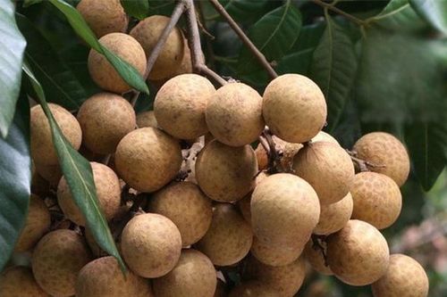 Nhãn đầu mùa được giá
