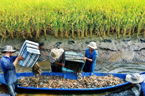 Đòn bẩy đưa ĐBSCL phát triển bền vững - Bài 3: Chuyển đổi sản xuất - yêu cầu căn cơ