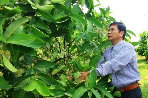 Định hướng phát triển nông nghiệp công nghệ cao gắn với tiêu thụ