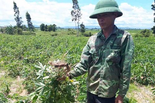Ia Pa: Hơn 588 ha mì bị bệnh khảm lá