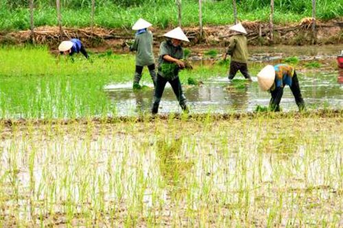 Gia Viễn: Đẩy nhanh tiến độ gieo cấy lúa mùa