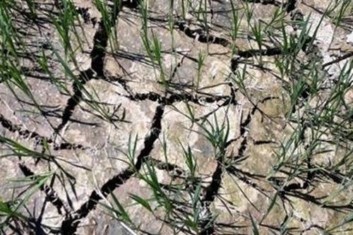 Gần 3.000 ha lúa ở Thừa Thiên Huế phải chuyển đổi, bỏ hoang do hạn hán