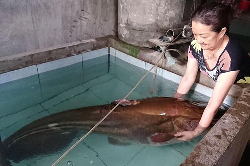 Câu được cá leo hơn 80 kg