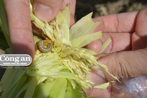 Miền Trung - Tây Nguyên: Đối mặt với loài sâu tàn phá khắp thế giới
