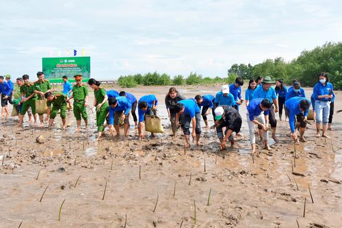 Trồng rừng ngập mặn bảo vệ bãi ven biển ĐBSCL