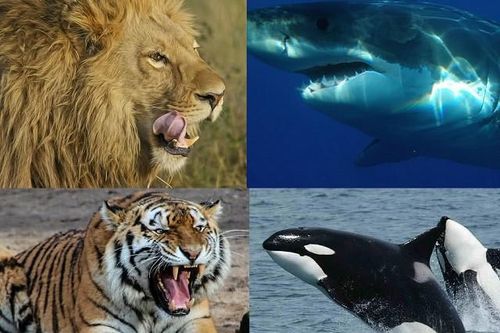 Top 9 loài động vật săn mồi đáng sợ nhất thế giới tự nhiên