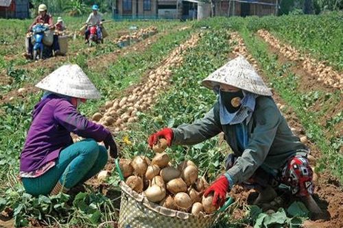 Chất lượng rau tốt sẽ có nơi tiêu thụ
