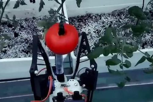 Robot hái quả mềm làm việc 20 tiếng một ngày