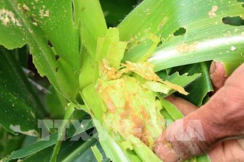 Tây Ninh: 73 ha ngô bị sâu keo mùa thu tấn công