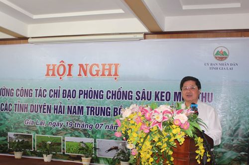 Tăng cường công tác chỉ đạo phòng chống sâu keo