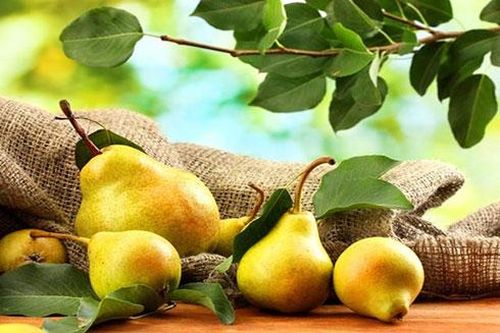 Lợi ích sức khỏe tuyệt vời từ quả lê