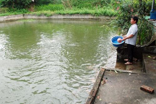 Chủ động chống nóng bảo vệ đàn cá