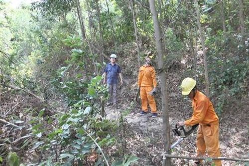 Ra quân phát quang hành lang tuyến trước mùa mưa bão.