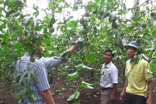 Phát triển cây chanh leo ở Hướng Phùng