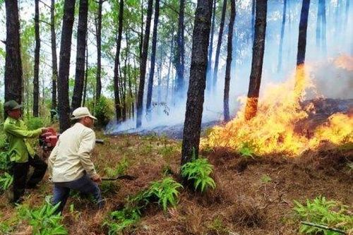 Kinh tế Kinh tế Rừng thông cảnh quan bị cháy đã được khống chế