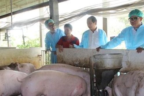 Tiêu hủy 1.000 tấn lợn nhiễm dịch