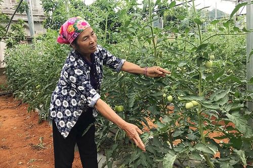 Phát triển nông nghiệp hữu cơ, bảo đảm an toàn cho người sử dụng và môi trường