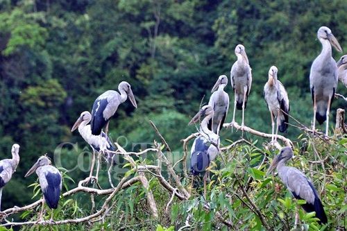 Bình yên Thung Nham, đất lành chim đậu
