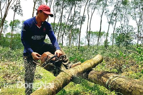 Thanh lý cây cao su khu tái định cư cho sân bay
