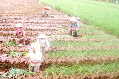Bấp bênh cây lúa
