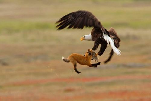 Ảnh động vật: Đại bàng đầu trọc giành mồi với cáo, bơi cùng sứa 'khủng'...