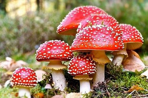 Cảnh giác với 8 loại thực phẩm quen thuộc nhưng chứa độc tố có thể gây chết người
