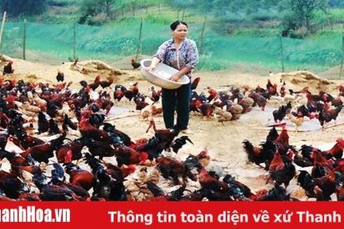 Huyện Ngọc Lặc phát triển nuôi gà thả đồi