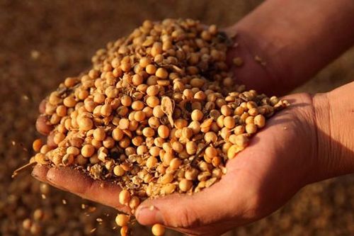Trung Quốc 'đánh tiếng' mua hàng nông sản Mỹ