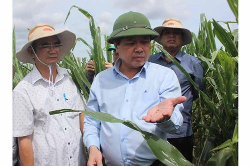 Tập trung phòng-chống sâu keo mùa thu hại bắp tại Gia Lai