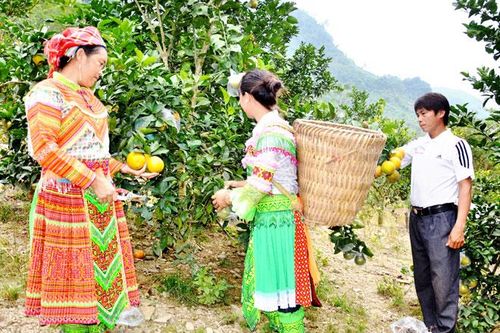 Giúp đồng bào dân tộc Mông nâng cao đời sống
