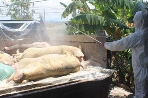 Dịch tả lợn Châu Phi lan rộng, số lợn chết tăng cao ở Thừa Thiên Huế