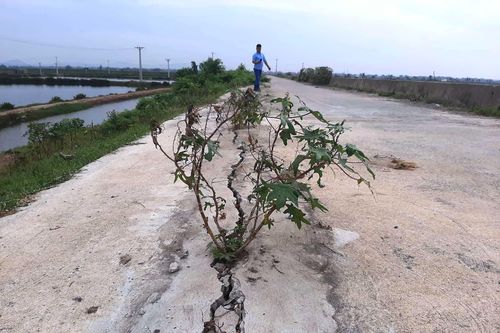 Thanh Hóa: Nứt toác mặt đê trăm tỷ
