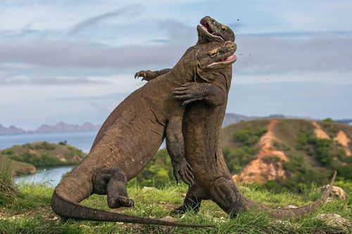Người dân đảo Komodo lo sợ phải rời đi để nhường chỗ cho rồng