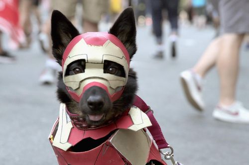 Chó biến thành siêu nhân, người nhện trong lễ hội cosplay ở Mỹ