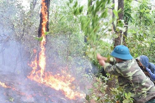 Cháy rừng thông ở huyện Yên Thành, Nghệ An