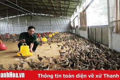 Tái cơ cấu sản xuất chăn nuôi sau bệnh dịch tả lợn châu Phi