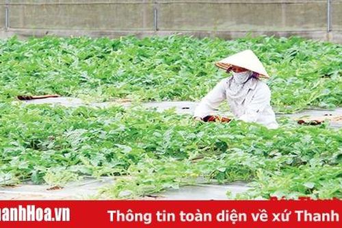 Phát huy vai trò của các HTX dịch vụ nông nghiệp trong chuyển đổi cơ cấu cây trồng