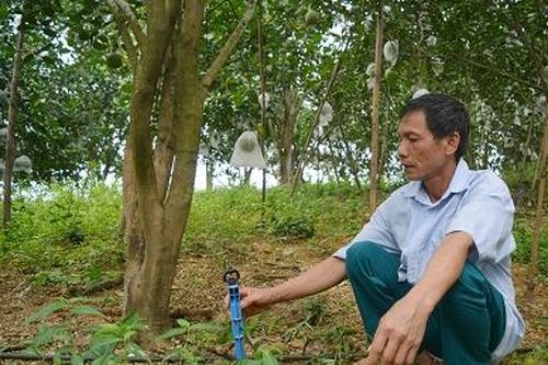 Hiệu quả áp dụng công nghệ tưới tiết kiệm trên cây bưởi