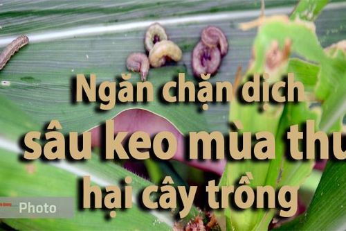 Ngăn chặn dịch sâu keo mùa thu hại cây trồngNgày hội hiến máu 'Giọt hồng xứ Tuyên'Chúng tôi làm báoKhách du lịch đến hồ sinh thái Na Hang tăngSôi động phong trào thi đua lao động, sản xuấtThân thương Trường SaKhẳng định giá trị thương hiệu