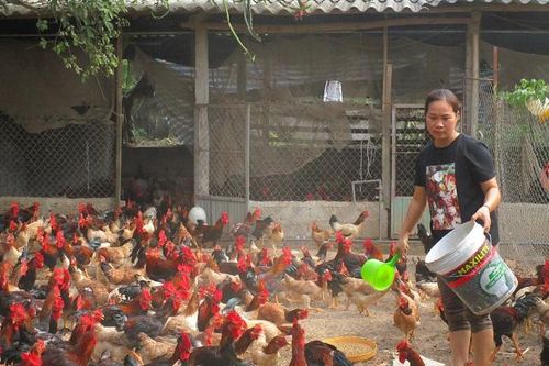 Công đoàn viên huyện Ba Vì: Thoát nghèo nhờ Quỹ trợ vốn
