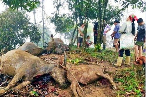 Sét đánh chết hai người ở Lào Cai